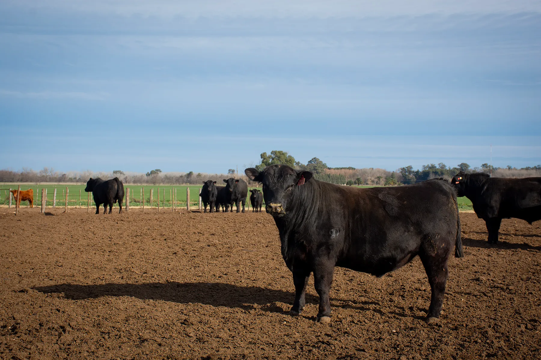 Carnes y Granos